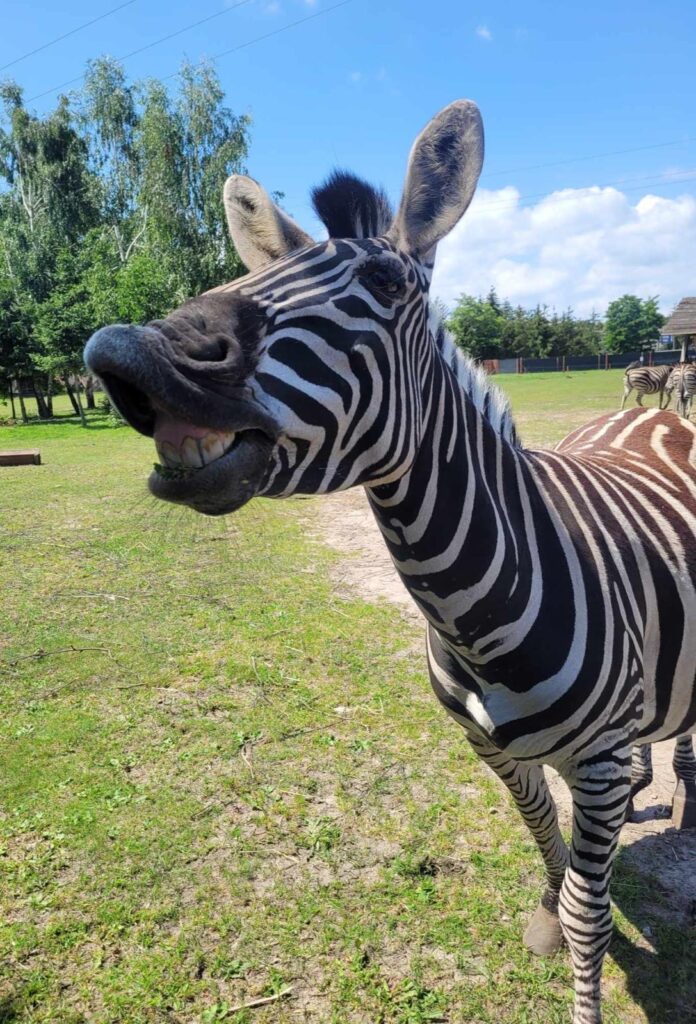 1Zoo Borysew 2024