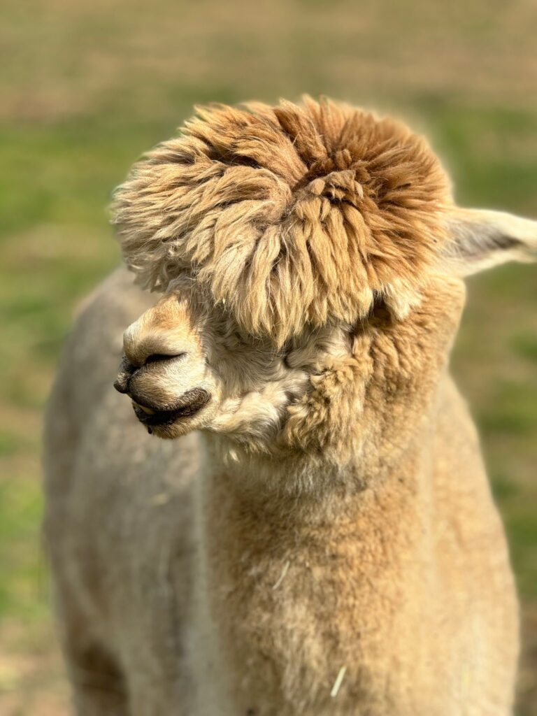 4Zoo Borysew 2024