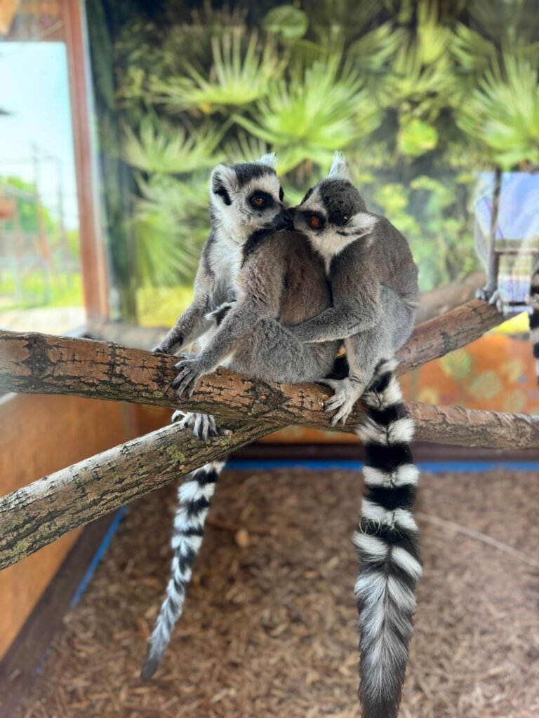 5Zoo Borysew 2024