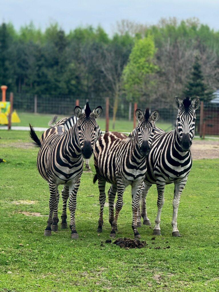 7Zoo Borysew 2024